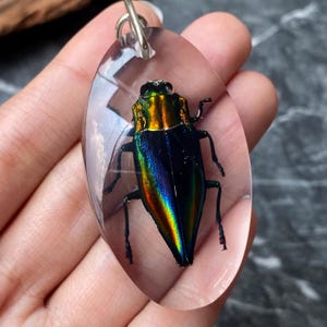 Portachiavi con vero scarabeo gioiello arcobaleno – Insetto Buprestidae conservato in resina, Thailandia, esemplare naturale, regalo