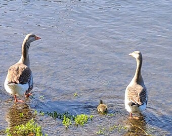 Animals Geese