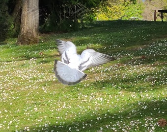Animals Pigeons in the Park
