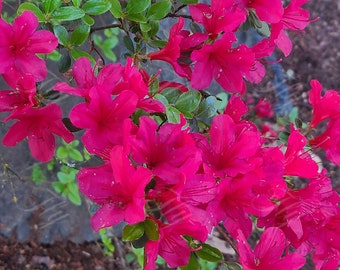 Nature Flowers