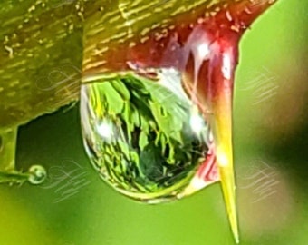 Raindrops