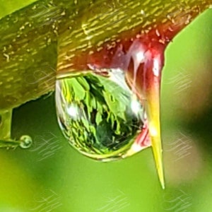 Raindrops