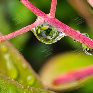 Rain Drop