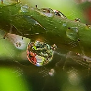 Rain Drop