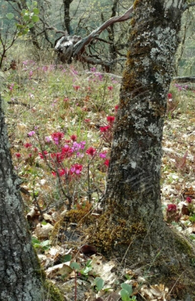 May include: A close-up of a large tree trunk with moss and lichen growing on it. The tree is in a forest setting with pink flowers blooming on the ground.