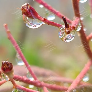 Rain Drop