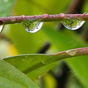 Rain Drop
