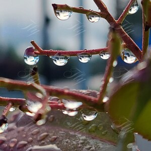 Rain Drop