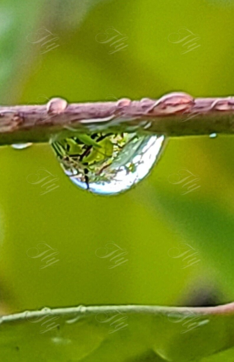 Pode incluir: Uma &uacute;nica gota de &aacute;gua clara pendura em um galho fino e marrom. A gota reflete a folhagem verde atr&aacute;s dela.