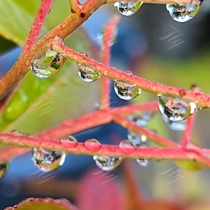 Rain Drop