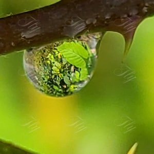 Rain Drop
