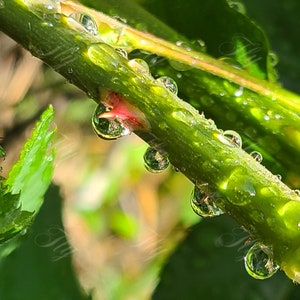 Rain Drop