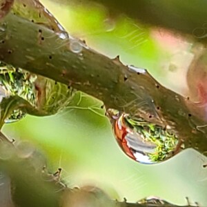 Rain Drop