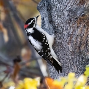 Downy Woodpecker, Digital Photo Download, Professional Bird Photo, Bird Photography, Bird Gift.