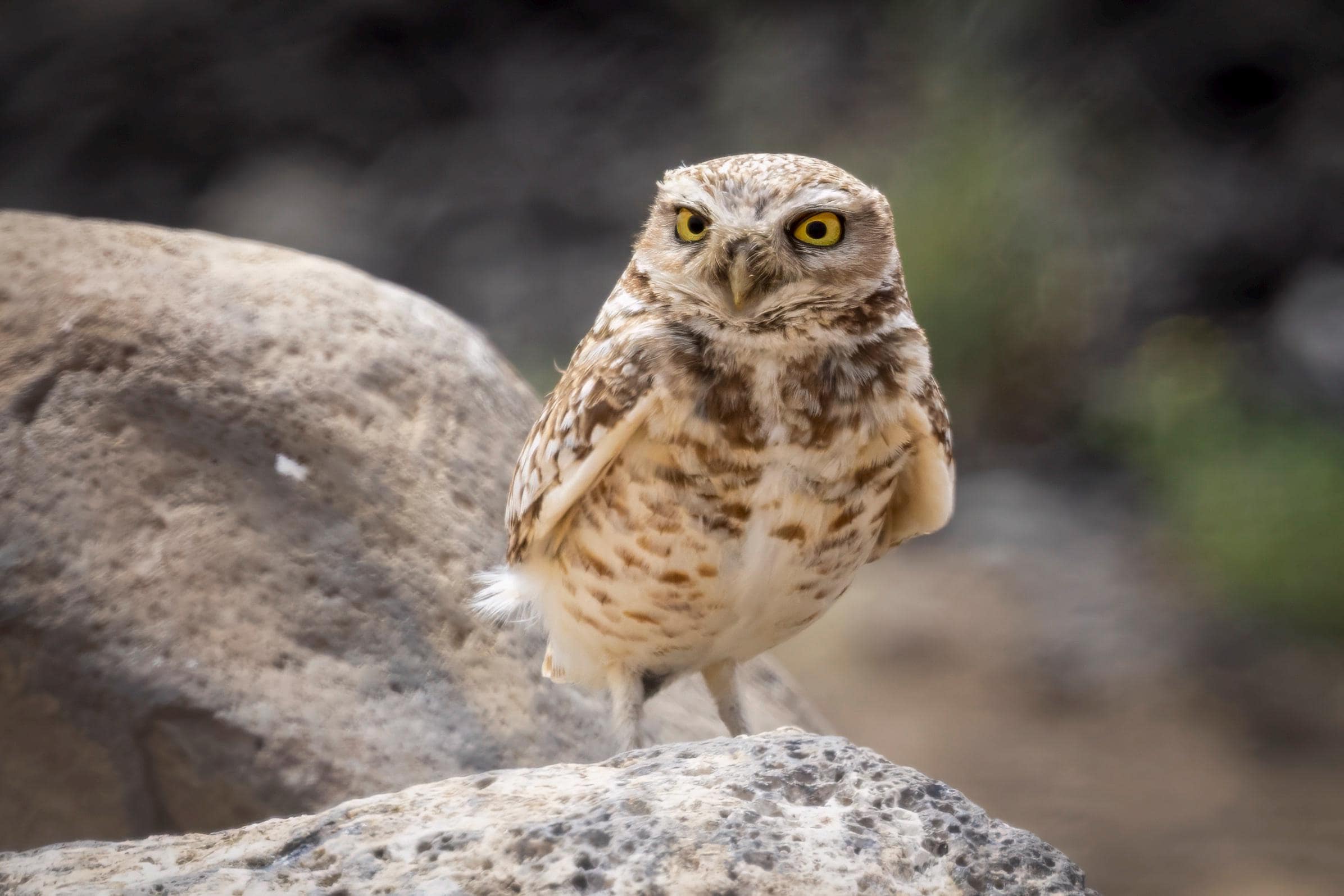 Burrowing Owl Photo: Central Washington Nature Photography (Digital Download)