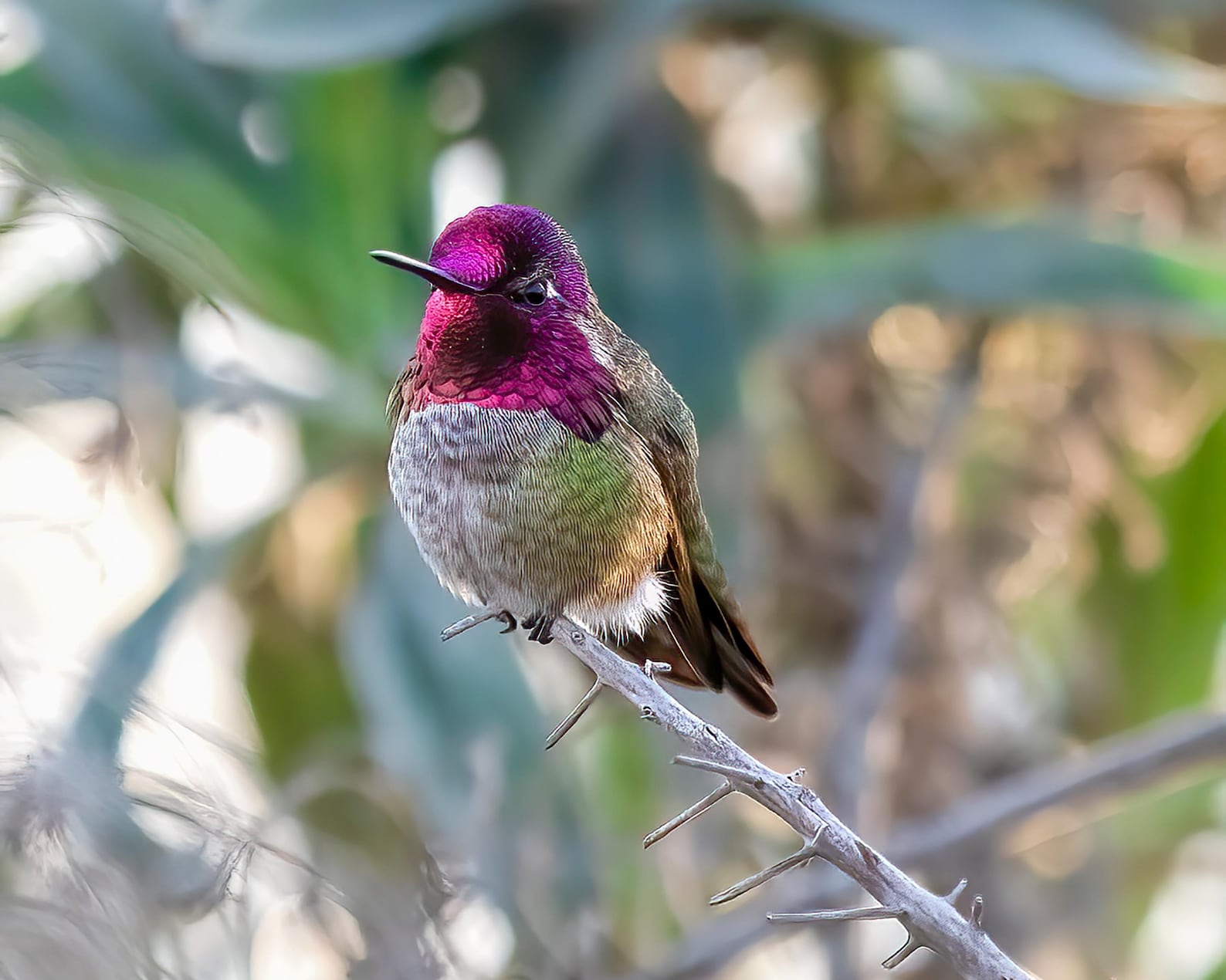 Anna's Hummingbird: Hummingbird Professional Bird Photography High ...