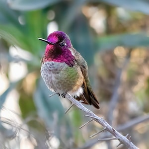 Annas Kolibri: Kolibri Professionelle Vogelfotografie Hochwertiger digitaler Download für Karten, Drucke, Poster. Kunst für Vogelliebhaber