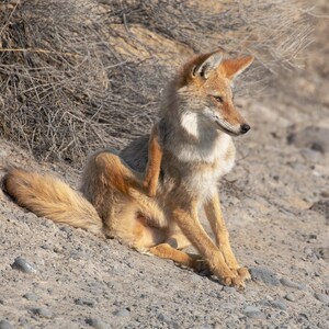 Coyote : photographie professionnelle en téléchargement numérique de haute qualité pour cartes, impressions, affiches. Amoureux de la faune, oeuvre d'art en cadeau ou en décoration murale