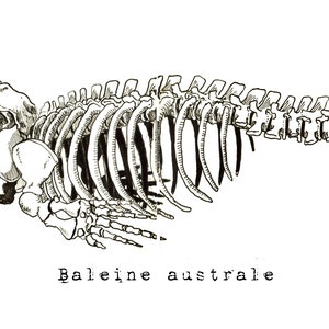 Könnte beinhalten: Eine Schwarzweiß-Zeichnung eines Walskeletts mit dem Text "Baleine australe" darunter.