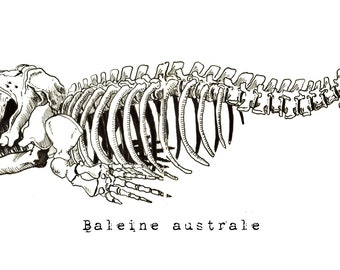 Southern Right Whale, Skeleton Anatomical Drawing