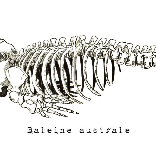 Baleine australe, Dessin anatomique de squelette