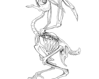 Könnte beinhalten: Eine detaillierte Linienzeichnung eines Taubenskeletts mit dem Text "Columba livia domestica" unterhalb des Bildes.