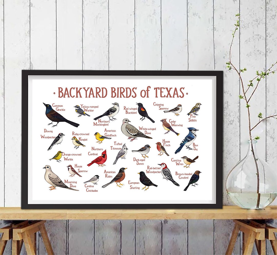 Backyard Birds of Texas Field Guide Art Decor Digital Prints - Etsy