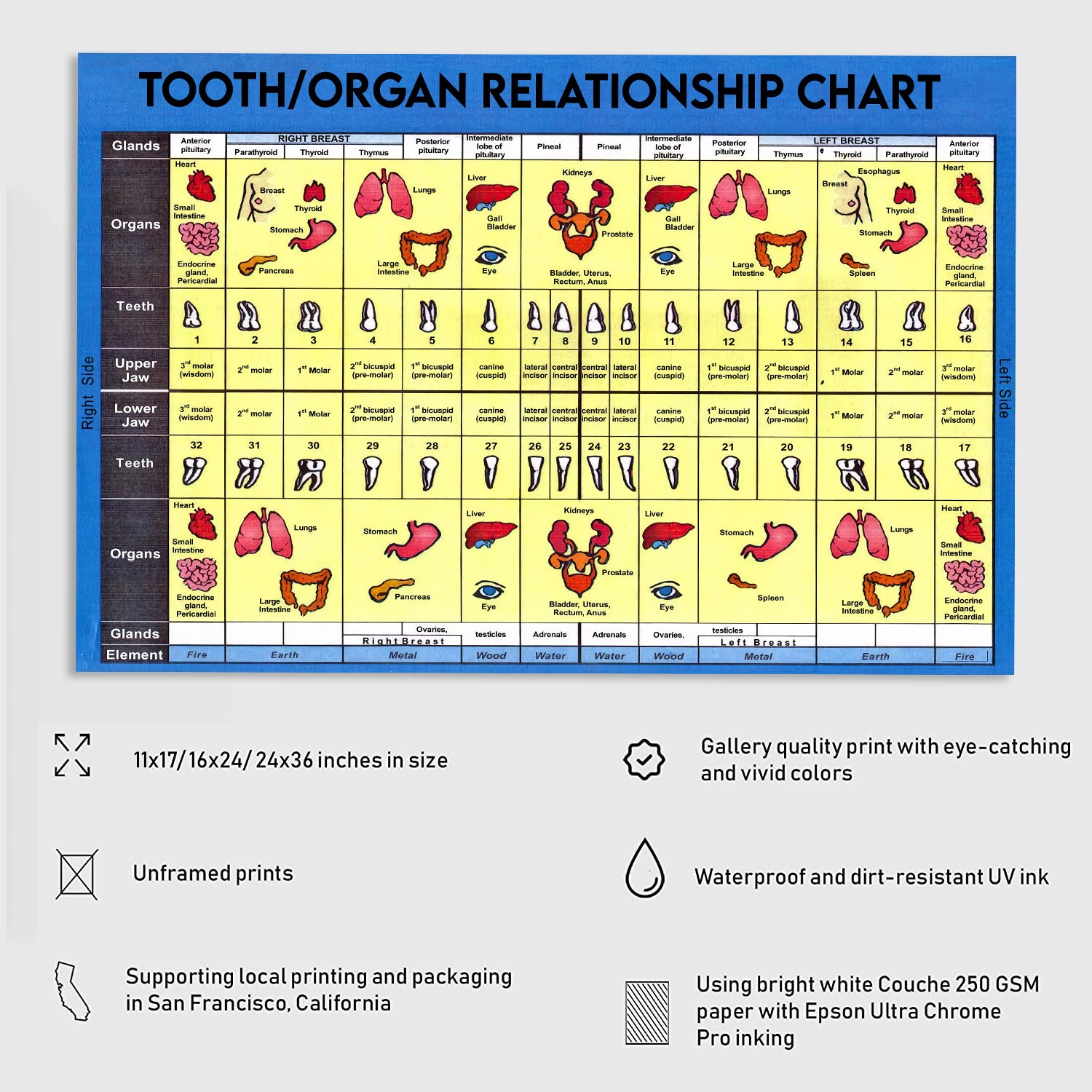 Medical Knowledge Posters Tooth/organ Relationship Chart Metal Signs ...