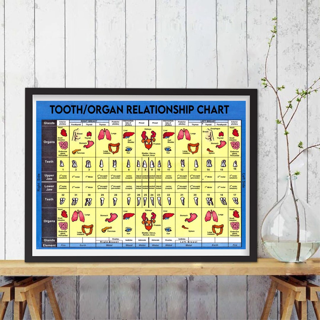 Medical Knowledge Posters Tooth/organ Relationship Chart Metal Signs ...
