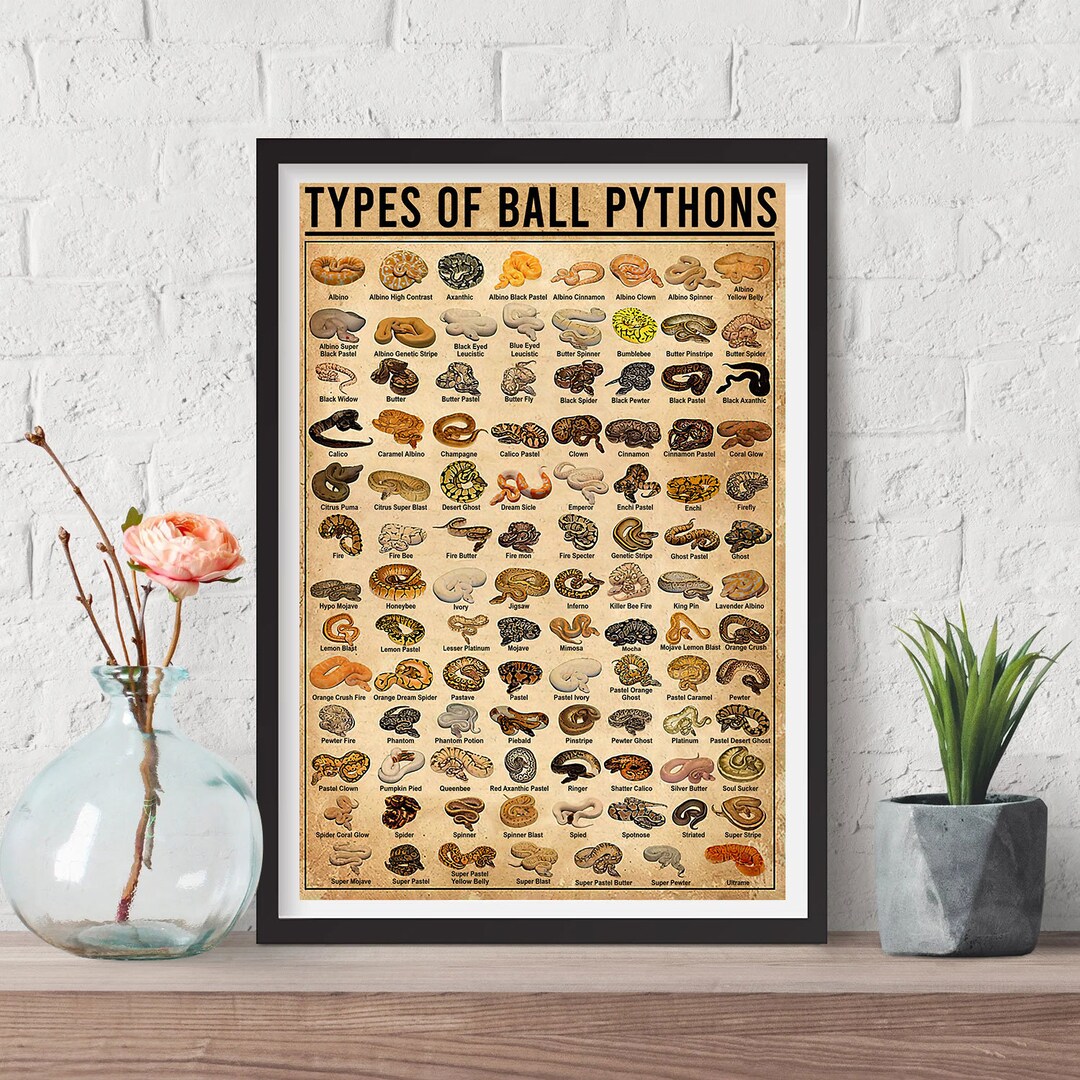 Types of Ball Pythons Knowledge Poster Plaque School Home Club - Etsy