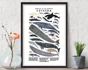 Creatures Of The Infraorder Cetacea Poster, Educational Science Classroom Print, Ocean Whale Poster Biology Dolphin Poster Digital Prints