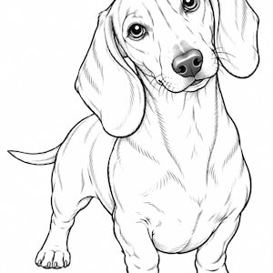 Peut inclure: Une illustration en noir et blanc au trait représentant un chien teckel debout avec la tête penchée sur le côté. Le dessin présente des lignes détaillées définissant les longues oreilles, les pattes courtes et les yeux expressifs du chien.