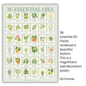 Può includere: Un poster intitolato "36 Oli Essenziali" presenta illustrazioni botaniche di varie piante. Ogni pianta è etichettata con il suo nome comune. Il poster include il testo "Piante di oli essenziali rese in modo splendido."