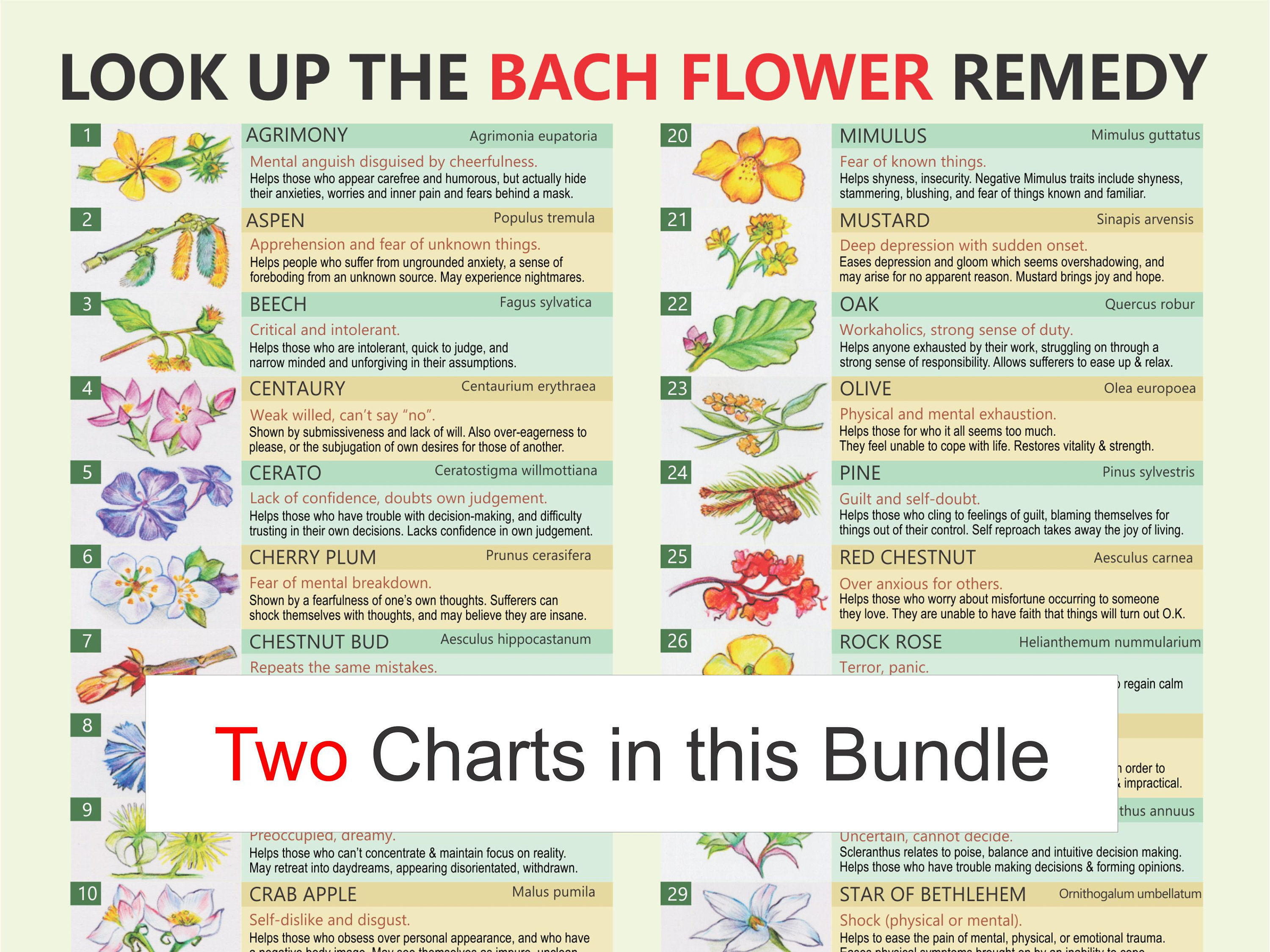 Bach Remedies, Self-help, Digital Download PDF, Bach Flower Remedies