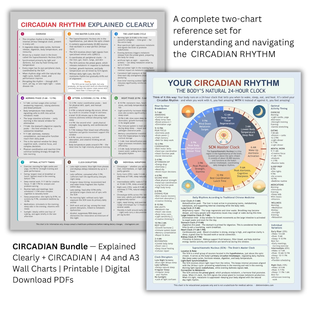 Circadian Rhythm Bundle: Body Clock & Sleep Cycle Guide (digital ...