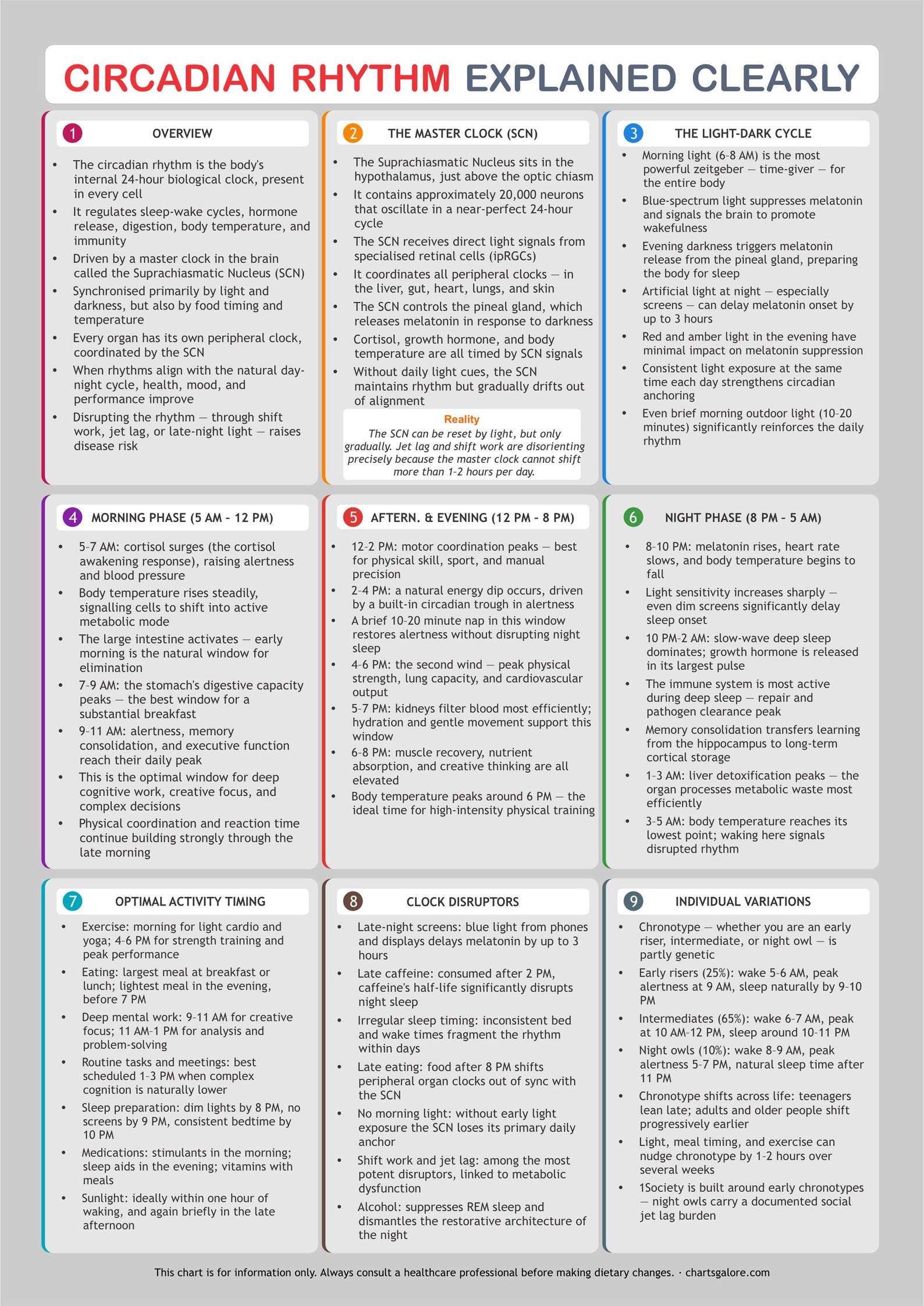 Clock Discipline Chart Circadian Rhythm Bundle: Body Clock & Sleep Cycle Guide (digital ...