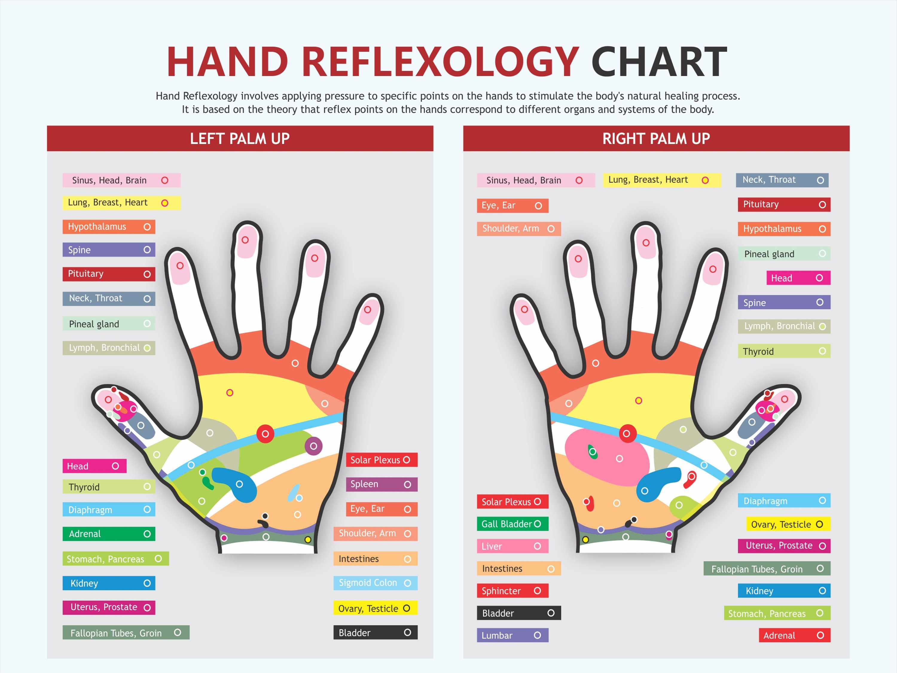 Hand Reflexology Chart Digital Download Pdf Reflexology Etsy