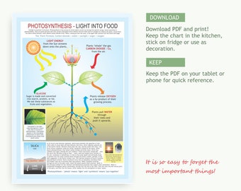 Photosynthesis Explanation Poster, educational chart, How sunlight turns into food chart, downloadable, printable PDF, handsome design.