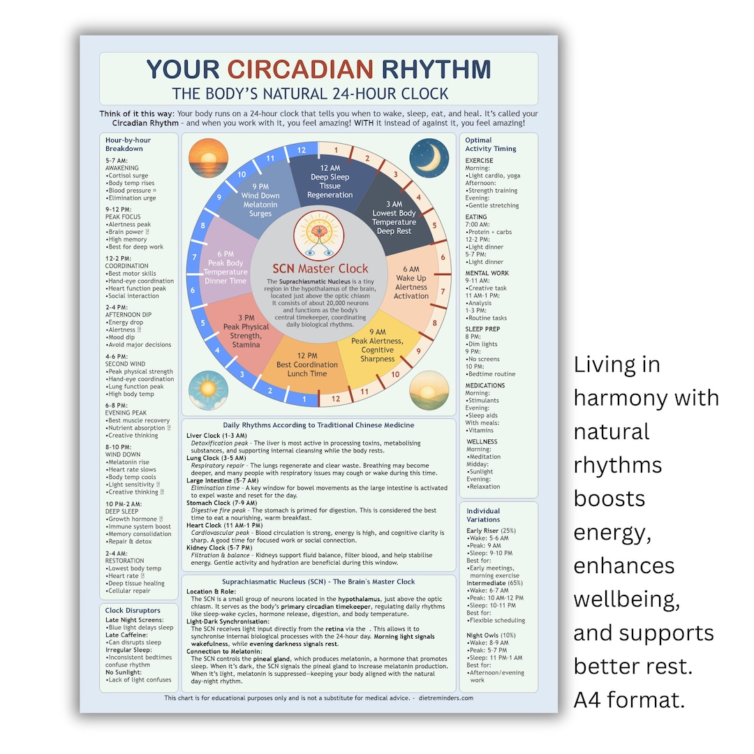 Circadian Rhythm Chart: Body Clock & Sleep Cycle Guide (digital ...