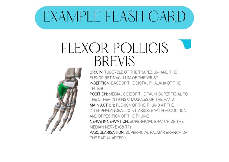 Anatomy/muscle Flash Cards upper Limb/hand Muscles Etsy