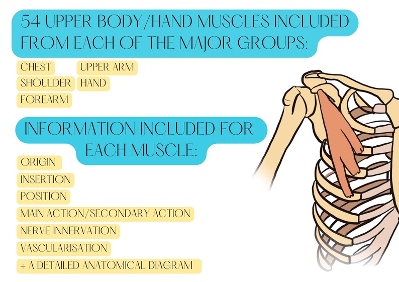 Anatomy/muscle Flash Cards upper Limb/hand Muscles Etsy