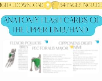 Anatomy/Muscle Flash Cards (Upper Limb/Hand Muscles)