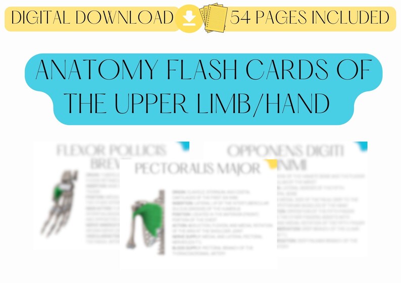 Anatomy/muscle Flash Cards upper Limb/hand Muscles Etsy