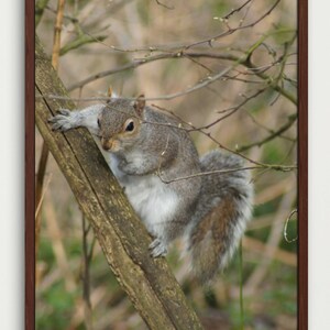 cute little squirrel on a branch. Digital PDF Download, wall art, home decor, work space printable