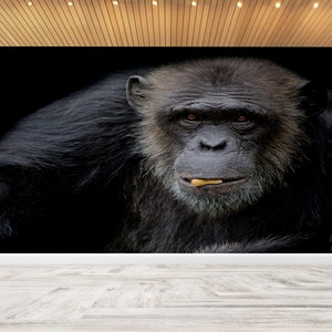 Chimpanzee Wall Art, Cute Monkey Art, Animal Wall Paper, Wall Covering, Self Adhesive Paper, 3D Wall Mural, Gift Wallpaper, Accent Wall,