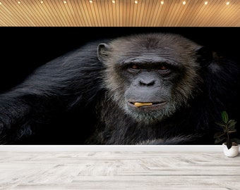 Chimpanzee Wallpaper Mural, Animal Wall Art, Monkey Wallpaper