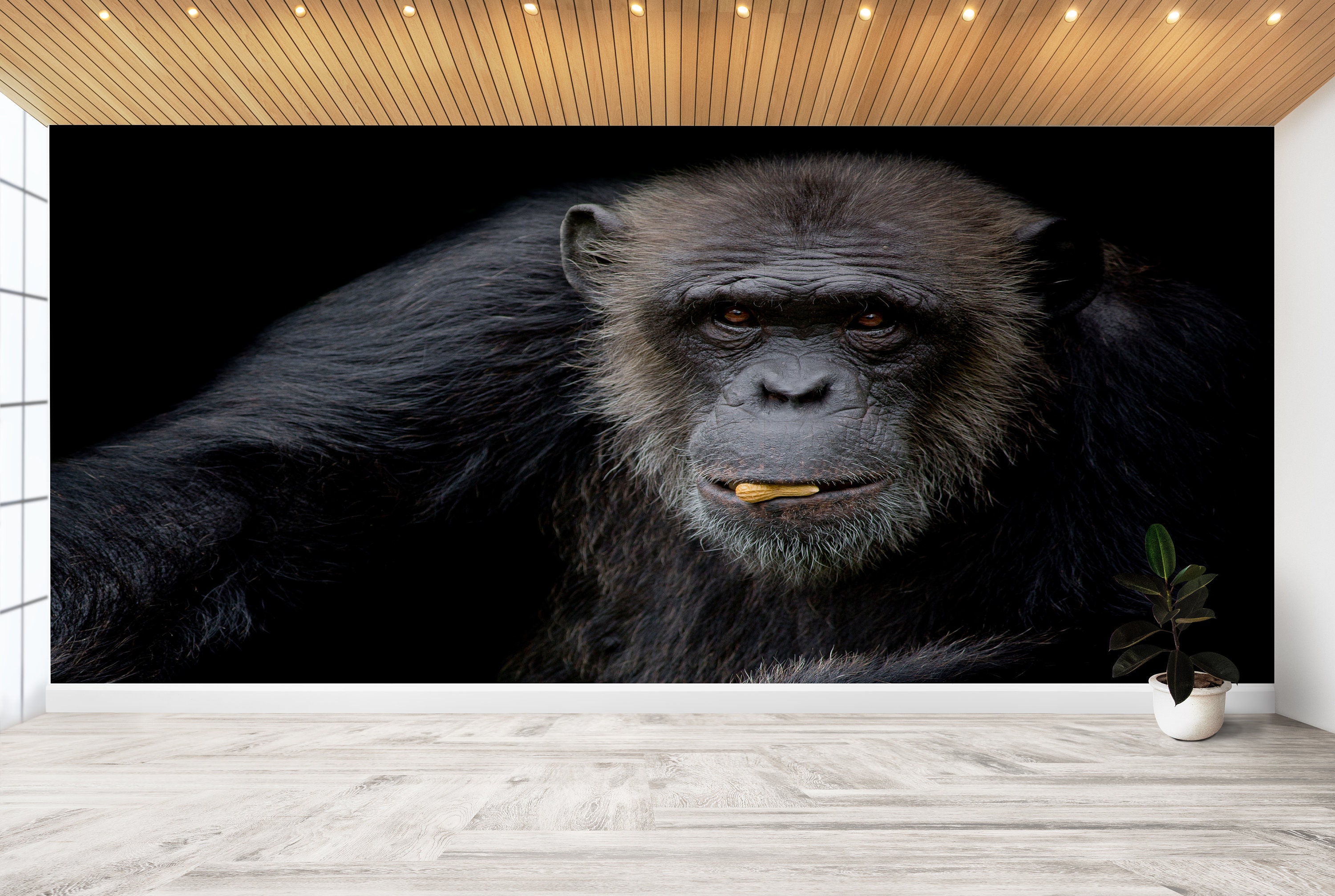 Chimpanzee Wall Art, Cute Monkey Art, Animal Wall Paper, Wall Covering