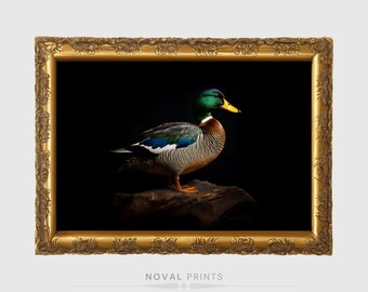 Black Background Vintage Mallard Duck, Duck Art Home Decor, Antique Mallard Duck, Printable Duck Farmhouse Wall Decor, Vintage Nursery Art
