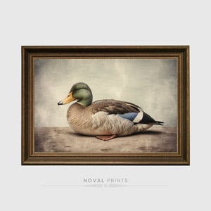 Laying Mallard Duck Vintage Wall Art Home Decor, Hunting Nursery Mallard Duck, Mallard Duck Illustration Instant Download, Duck Clipart JPG