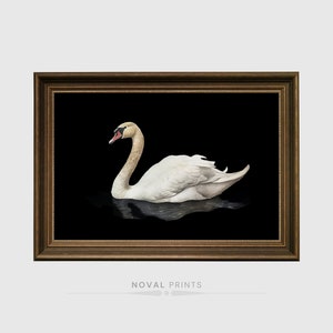 Vintag Antique Digital Neutral Swan Large Wall Art Print, Minimalist Vintage Swan Home Decor, Girls Room Decor, Swan Art Print, Swan Print